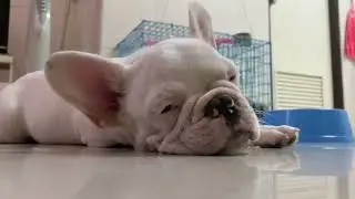 Cute Puppies Looping 1 Hour 🐾 Soft Relaxing Music | Peaceful Puppy Moments for Sleep & Tranquility