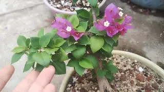 Pixie Bouganvillea and Chinese Elm Root over Rock Pre-Bonsai (little work) - Bonsai from Scratch