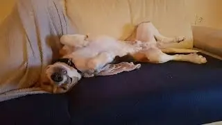 cute funny dog compilation of weird sleeping positions - Mozart the Beagle