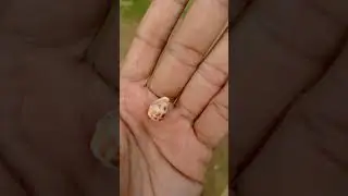 Smallest Cone Shell I have #seashell
