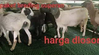 Review harga paket breding superan ,FB dorper f 1, cross texel, cross Merino, cross sulfok,dll
