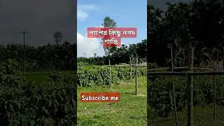 পাপ #viralvideo #nature #cryptocurrency #travel #digitalcurrency #foryou #vlog #cryptovlogger #crypt