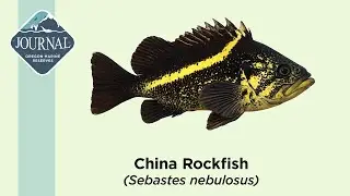 China Rockfish (Sebastes nebulosus)