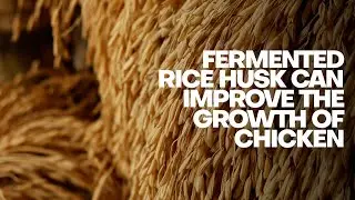 Fermented rice husk can improve the growth of chicken