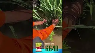 #6640 hybrid paddy