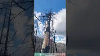 Cutting Dead Tree in Mountain Forest cutting trees | Perfect & Safe Tree Felling
