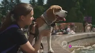 Pawsome Travel- how to travel with your dog