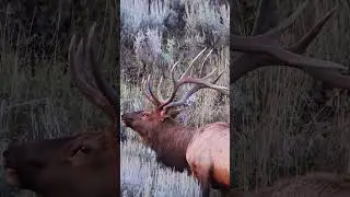Rutting bull elk #elk #elkrut #wildlife #fall #elkhunting #bugle #wildlifephotography #fyp #foryou