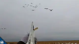 Late Season GEESE Over a Small Spread | Snow Goose Hunting 2025