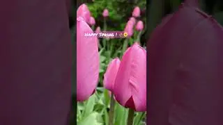 Tulips | Beautiful Spring Flowers - Happy Spring Season Status #shorts #spring #tulips #flowers
