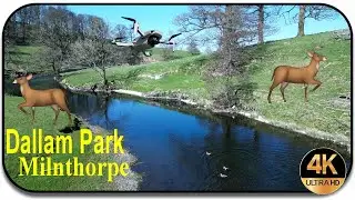 🦌🦌🦌 The River Bella and Dallam Park at Milnthorpe April 2025 🦆🦆🦆
