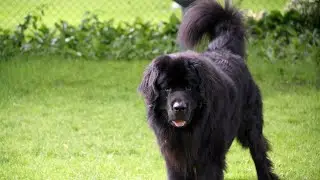 Training Your Newfoundland Dog to be a Service Animal