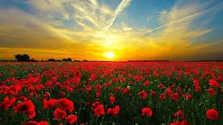 Happiness Piano Melody | Instrumental Music | Emotional Healing | Improve Sleep Quality