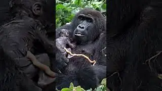 mother gorilla gives birth to her baby  #animals #wildlifeentertainment #animallife #gorilla