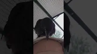 Разочарование)) #crow #воронёнок #гэрри #животные