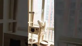 incredible cat blockbuster: The  Meeeow/#cat #lifeofcats #funnyvideo #shorts #cutecat #funnypets