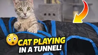 Fluffy the Cat&rsquo;s Tunnel Adventure &ndash; Cute and Funny Moments! 😊😺😺