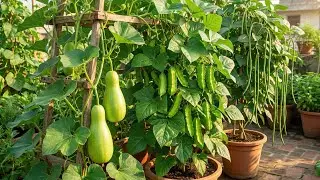 மாடித்தோட்டத்தில் அசத்தலான அறுவடை | | Harvest In Our Terrace Garden | | Trending | | Gardening