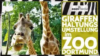 Future of GIRAFFES at @Zoo Dortmund | zoos.media