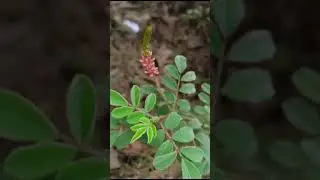 Indigofera hirsuta: a medicinal plant of Odisha, India #odisha #nature #medicinalplants