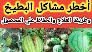 أسباب تشوه ثمار البطيخ وطريقة العلاج خطوة بخطوة وأهم العناصر الغذائية لنجاح المحصول