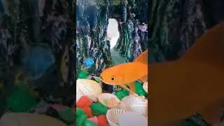 Tank life. 🦈 #TANKLIFE #aquarium #goldfish #fishtank