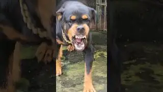 Angry dog barking sound #angrypuppy #cuteanimal #pets #angrypets #cutepet #angrydog #funny #animals