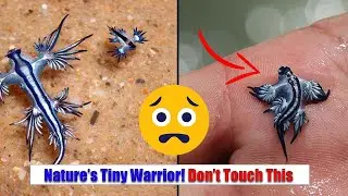 Blue Dragon: The Most Beautiful Yet Deadly Sea Creature!