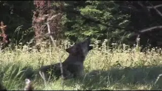 More wolves means more livestock conflicts, illegal killings in Oregon