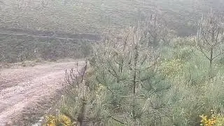 PET Toyota Gazoo Racing | Elfyn Evans & Scott Martin | WRC Portugal 2025 in the afternoon