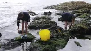 Seaweed Harvesting on the North Coast Ireland