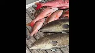 Spearfishing catch of the day! Grouper, Snapper, and Sheepshead from Jupiter, Florida.