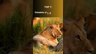Top 10 animals that live in packs!