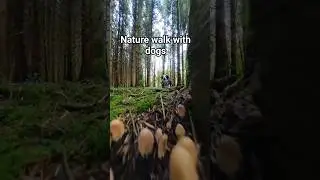 Nature walk with dogs #bordercollie #shorts #short