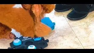 Dog Training Communication (AAC): Word-object and Action-object Association | Ruby's Second Session