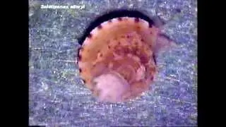 Solatisonax alleryi