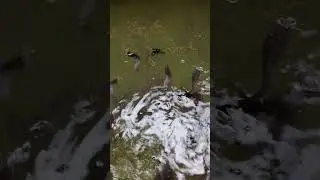 150 catfish diary: 2weeks old in our pond with zero mortality.