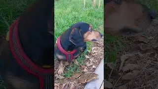 А вот уже и осень. #shortvideo #пес #собака #shorts #dog #милыеживотные #dogshorts #питомцы #привет