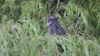 Great horned owl rides late evening summer breeze