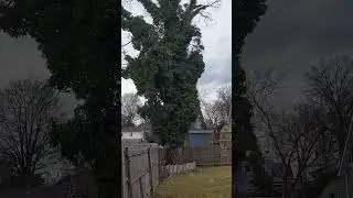 Oak tree vs ivy..THICK IVY ROOT SYSTEM WRAP AROUND TREE..AMAZING don't look real