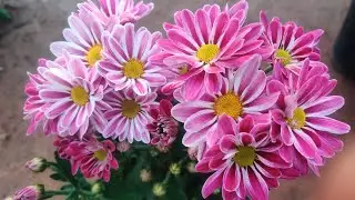 Gardening channel
