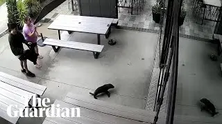 Baby seal waddles into a New Zealand bar