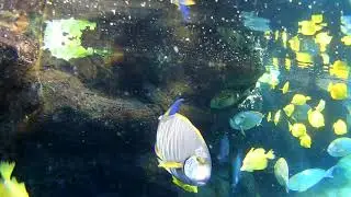 Sea Life Park, Discovery Reef Touch Pool