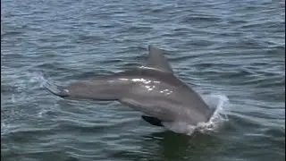Anna Maria Island Dolphin Tour, 2024