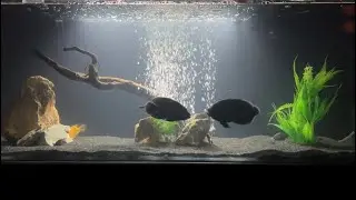 4 feet tank for my two tiger oscar fishes and 4 parrots