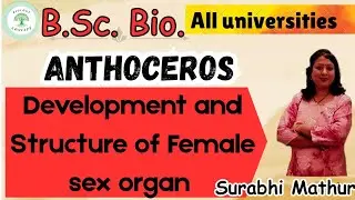 Bryophytes। Anthoceros। Development and Structure of Female Sex Organ। B.Sc.bio.। by Surabhi ma'am 