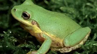 Exploring the World of the Squirrel Tree Frog