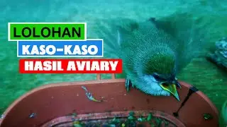 LOLOH ANAK BURUNG KASO KASO HASIL AVIARY