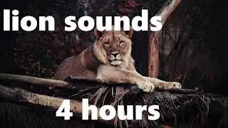 Lions' Purr (4 hours of soothing sounds)