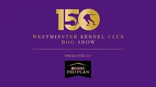 8&rdquo; & 12&rdquo; Preferred Standard Run | Westminster Kennel Club 2026